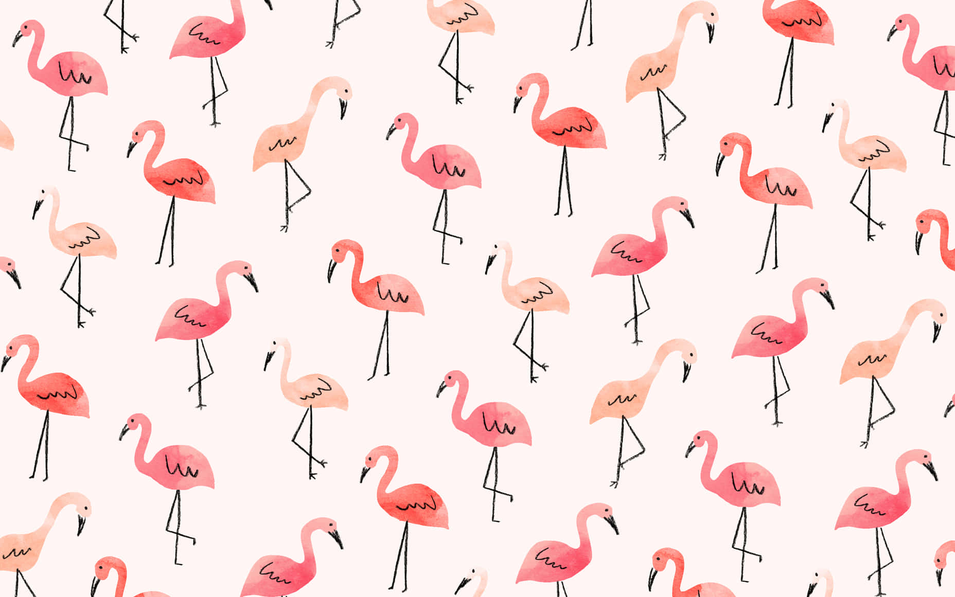 Pink Flamingos On A White Background Wallpaper