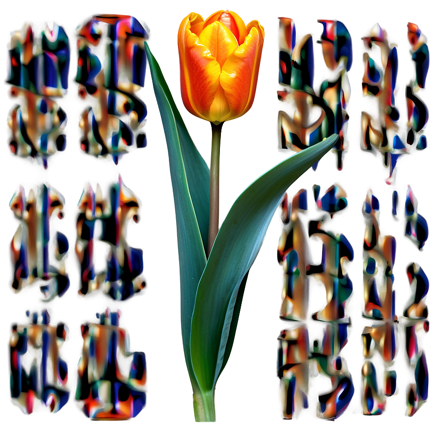 Chic Orange Tulip Png 06122024 PNG