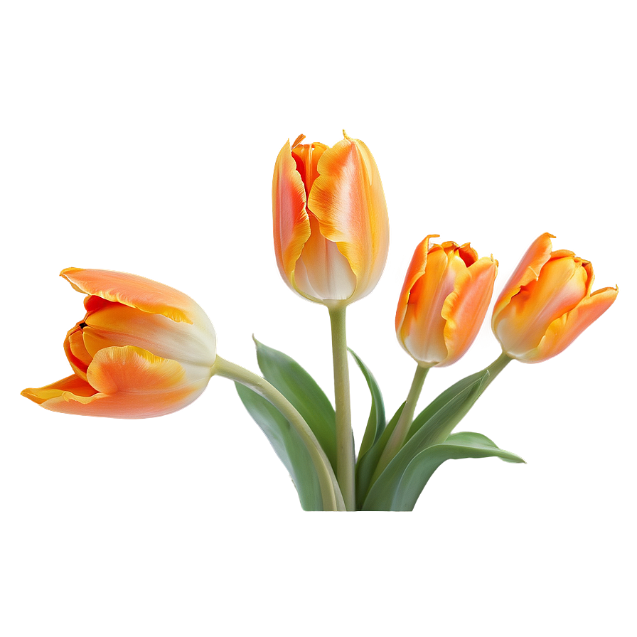 Chic Orange Tulip Png Vrf PNG