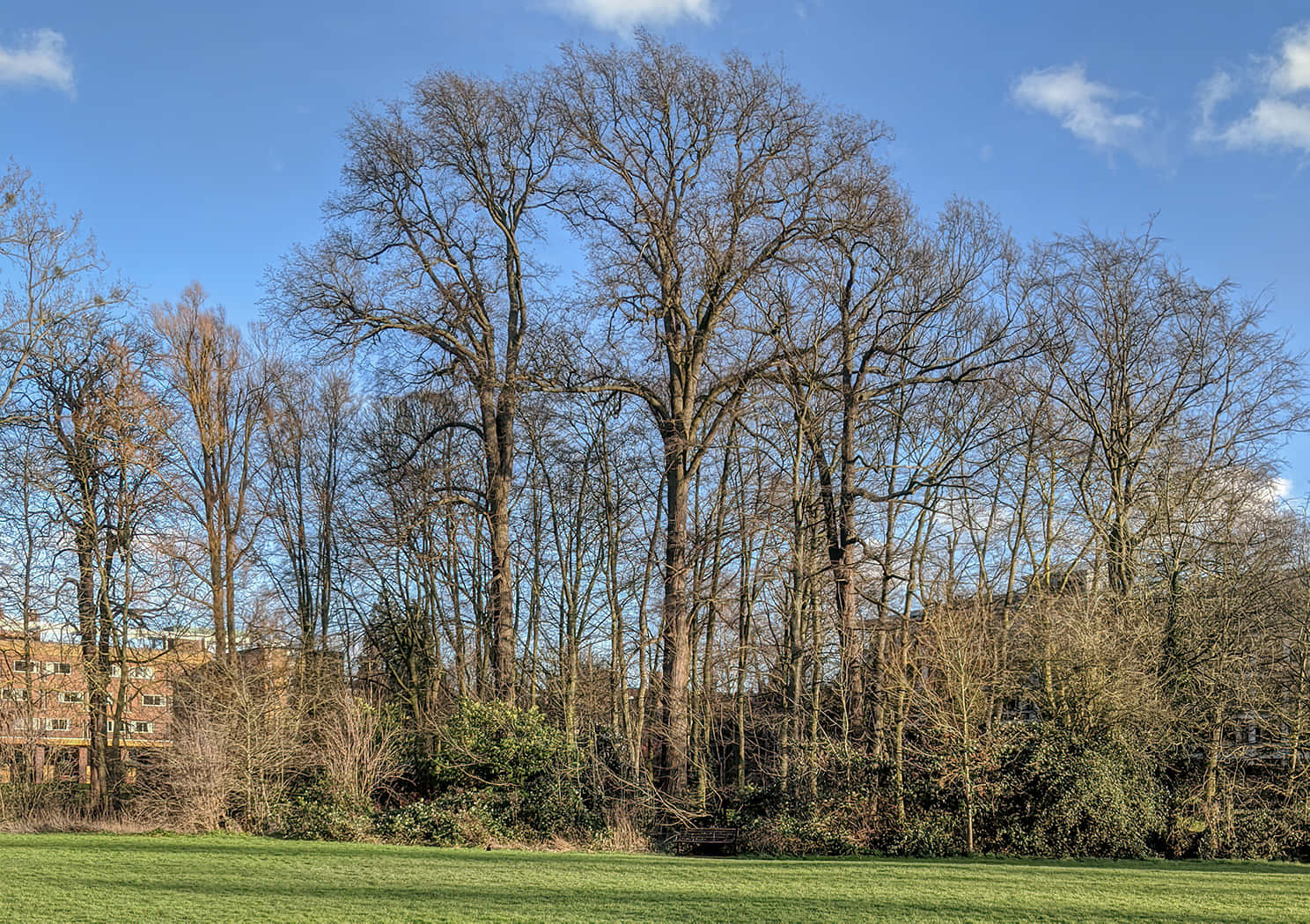 Chichester Park Bomen Winter Achtergrond