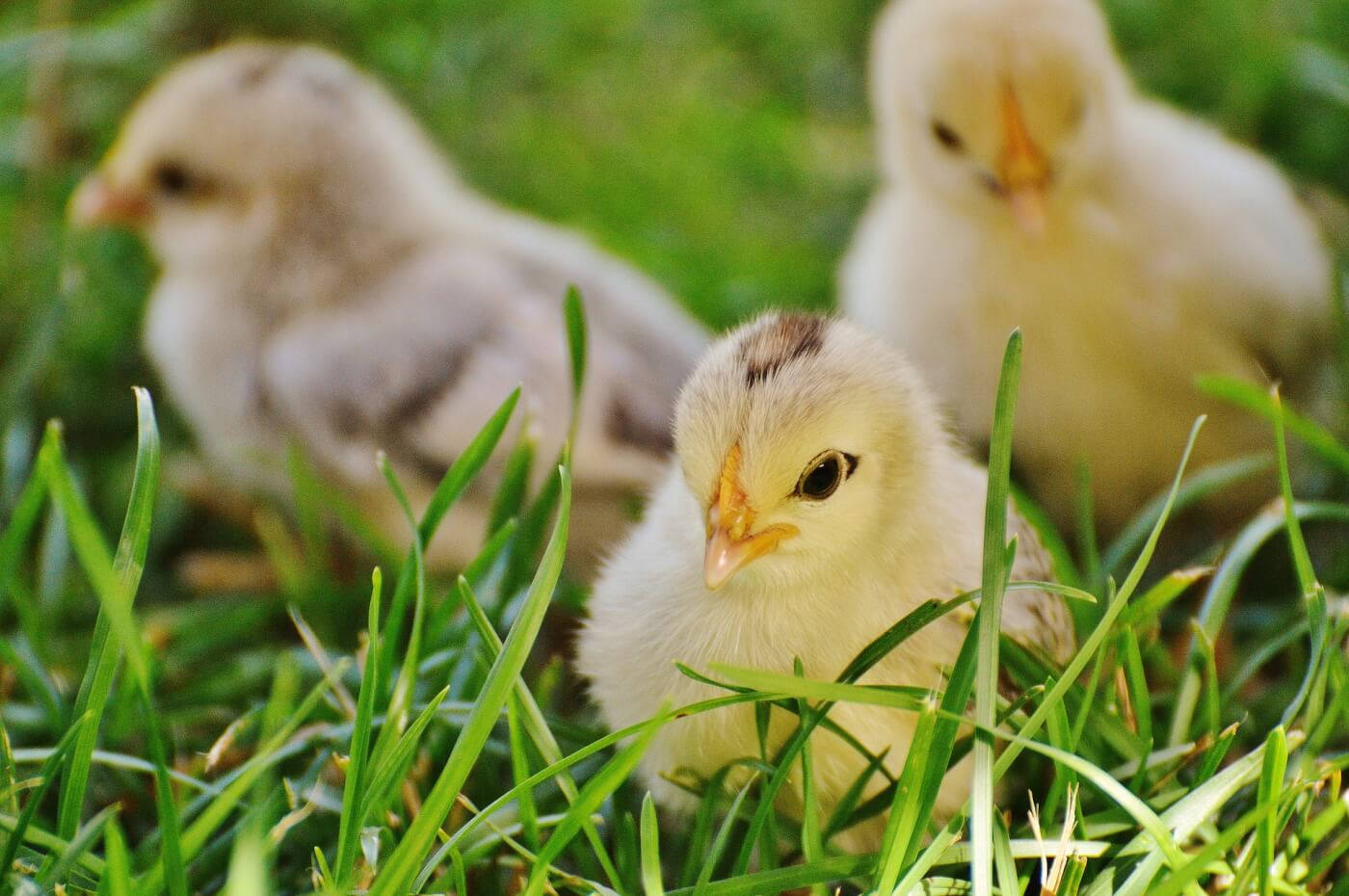 Chick In Grass Wallpaper
