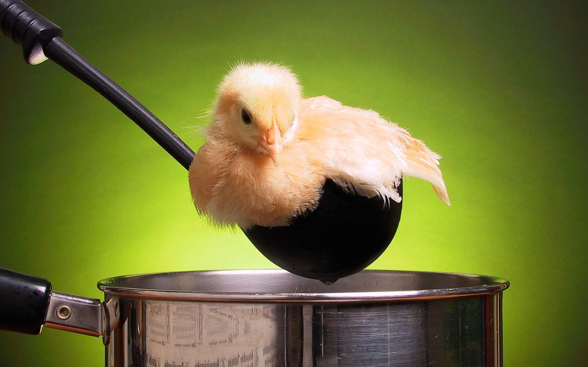 Chick On Ladle Wallpaper