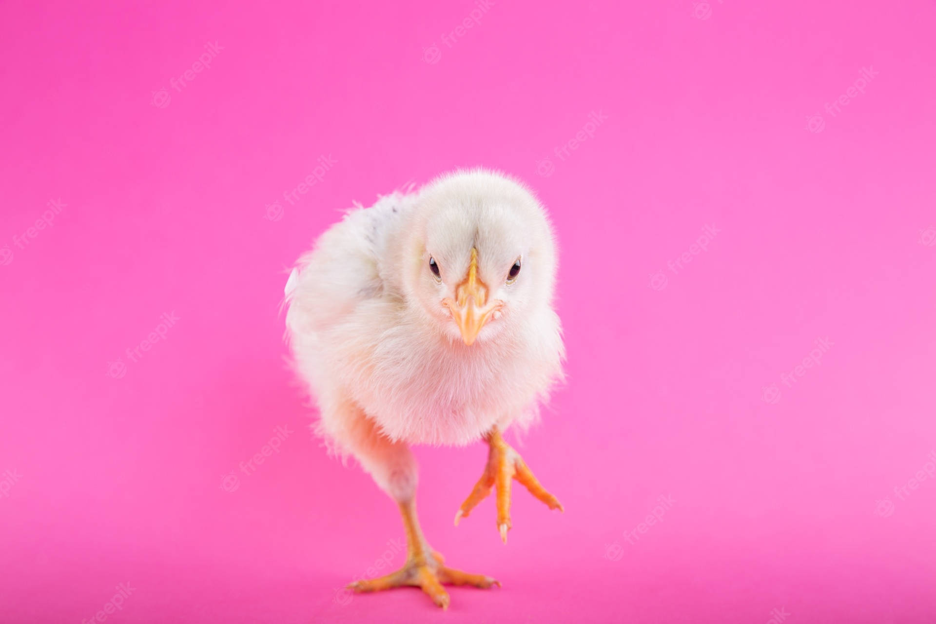 Chick On Pink Wallpaper
