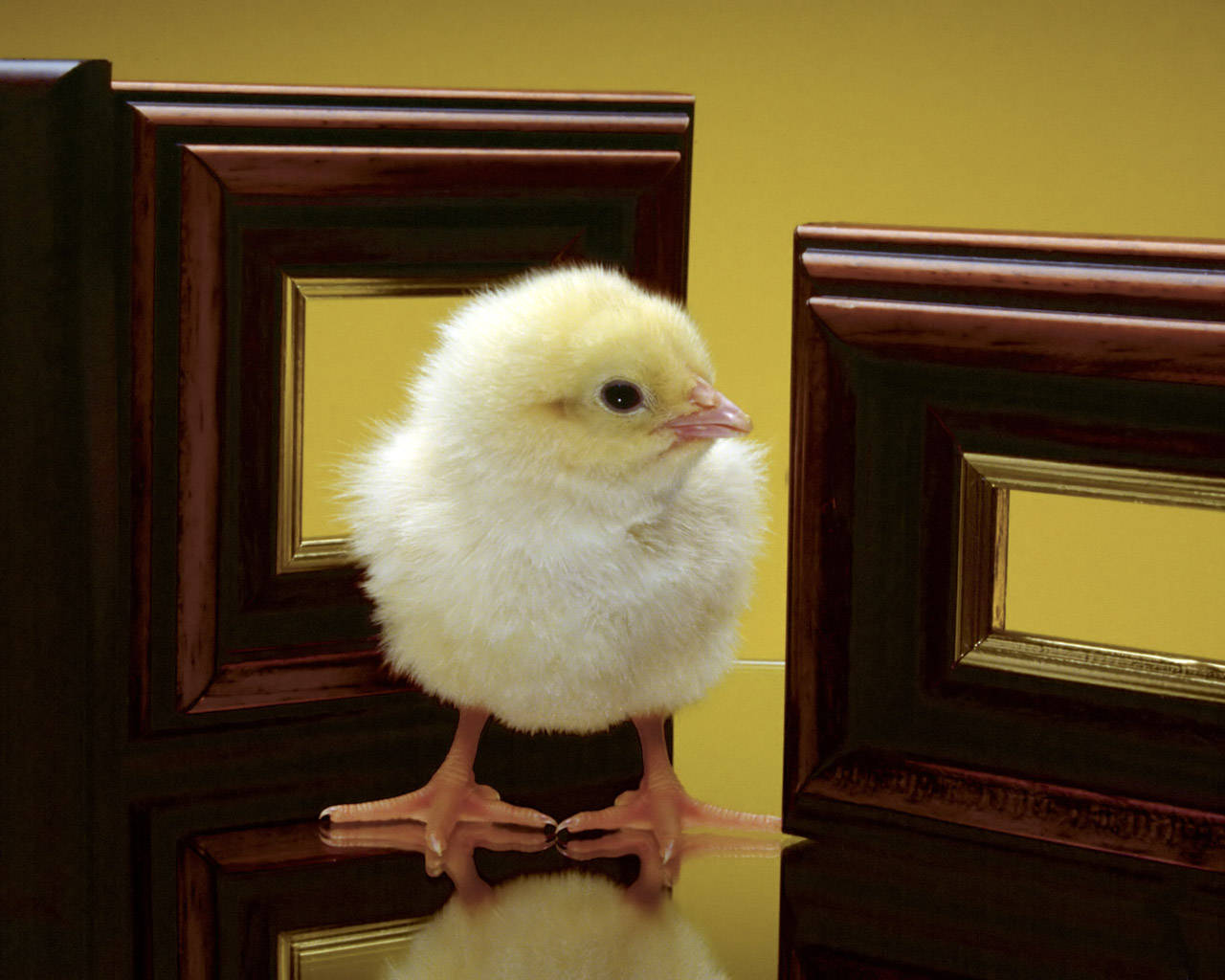 Chick On Yellow Wallpaper