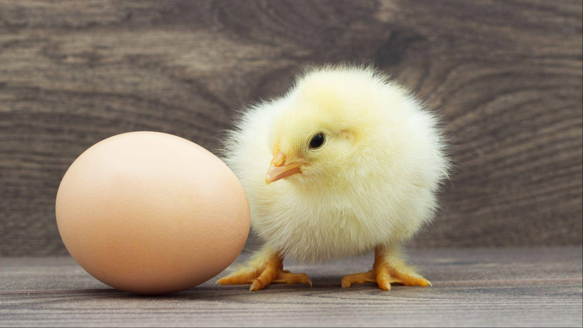 Chick With Egg Wallpaper
