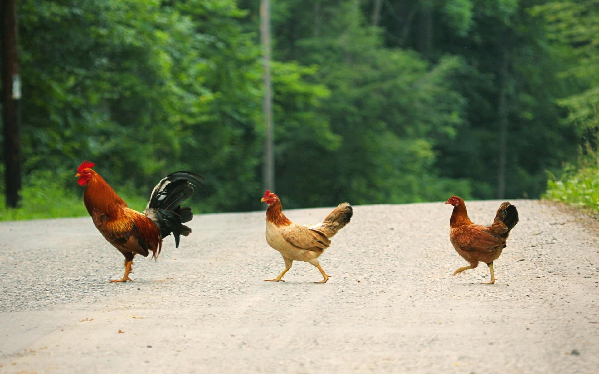 Kylling og hane søde Animal Crossing Wallpaper