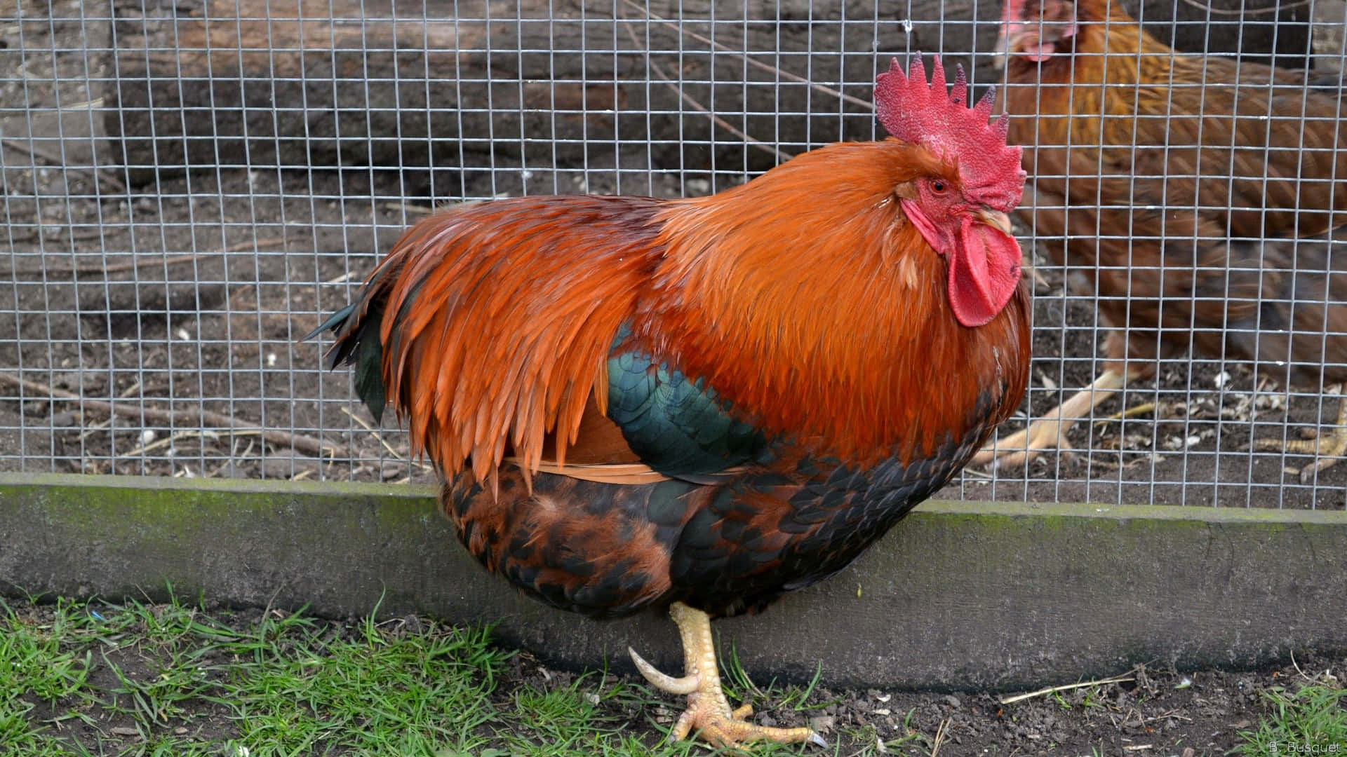 A Rooster In A Cage