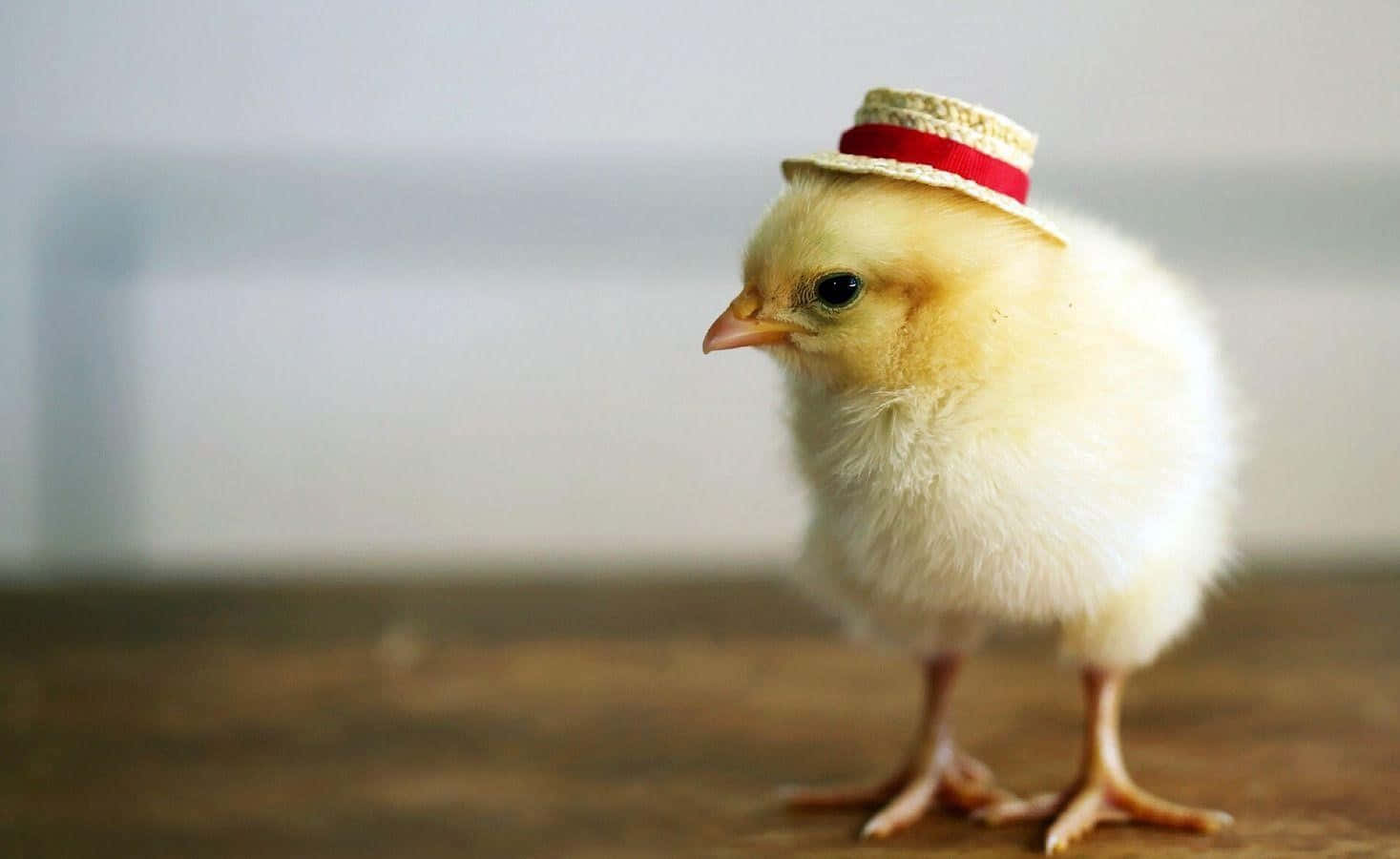 A Small Chicken Wearing A Straw Hat