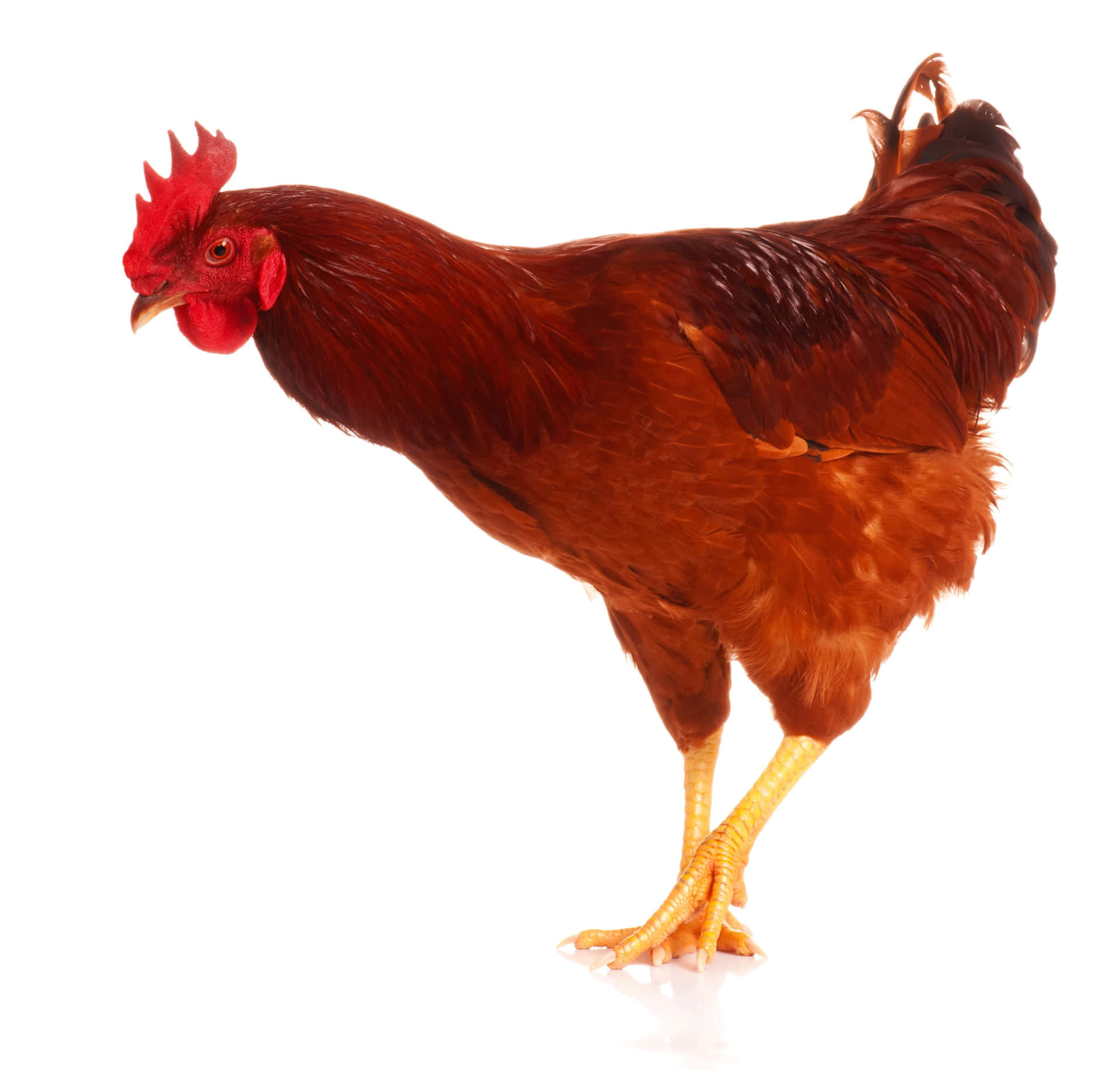 A Rooster Standing On A White Background