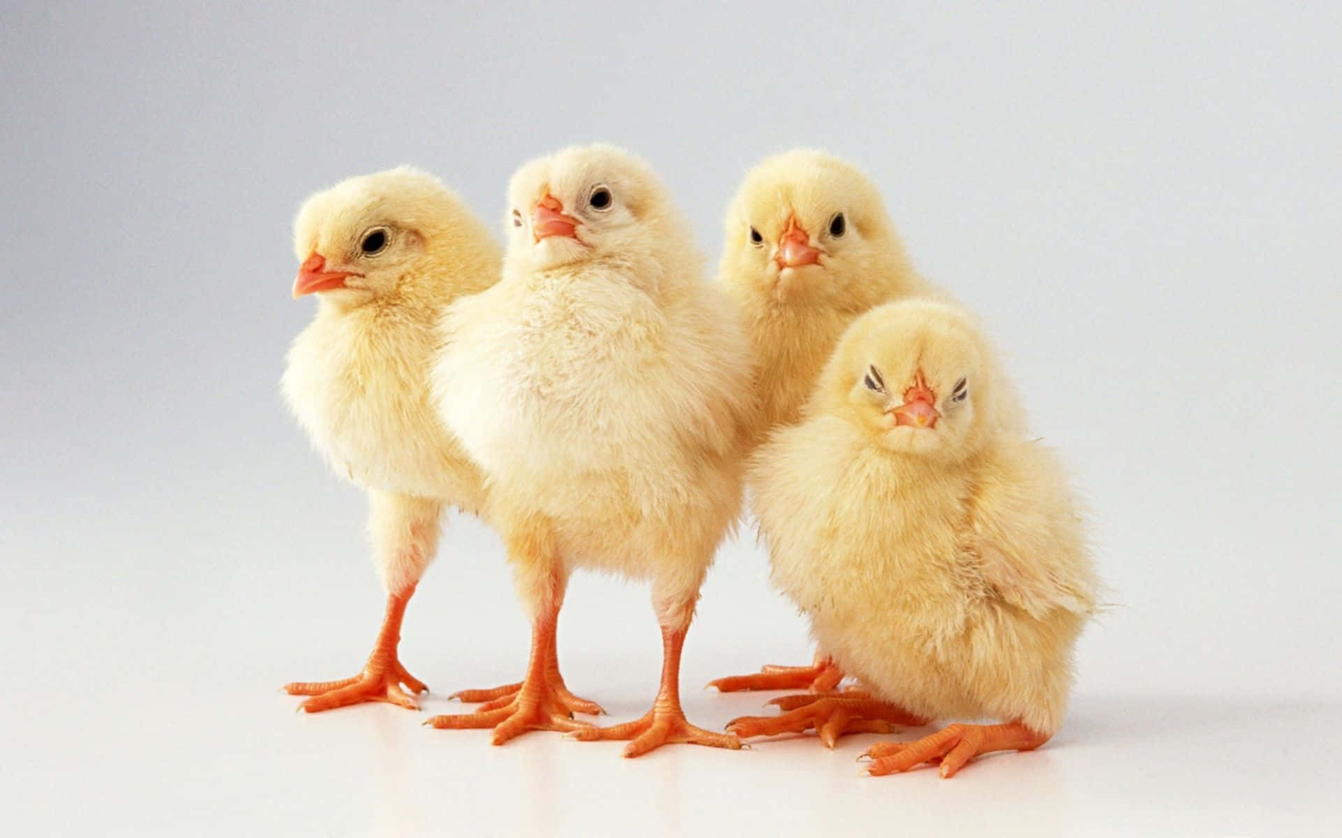 Fyrasmå Kycklingar Står På Rad