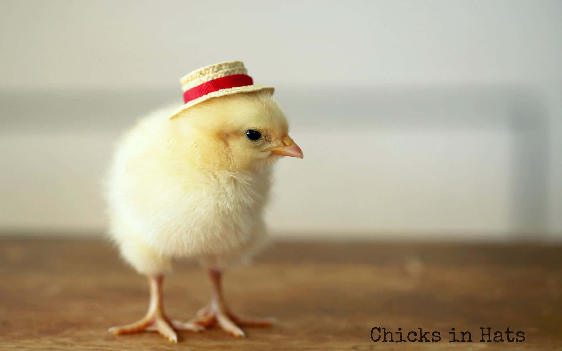 Enlille Kylling Iført En Hat.