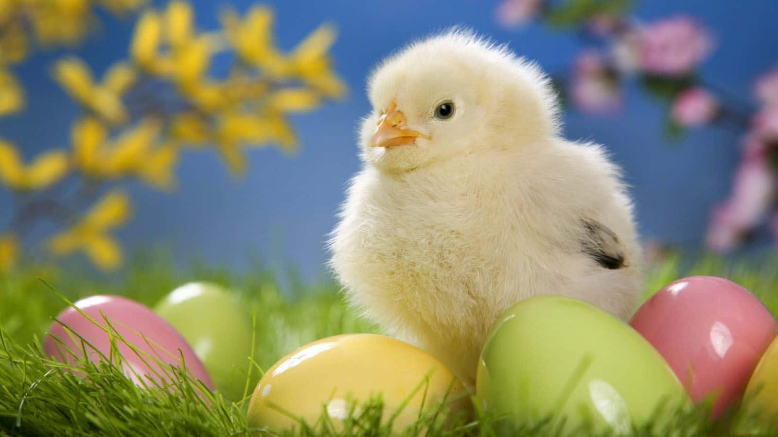 A Small Chick Is Sitting In The Grass With Colored Eggs