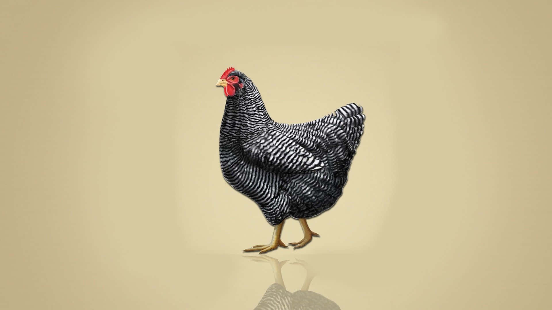 Chicken Background