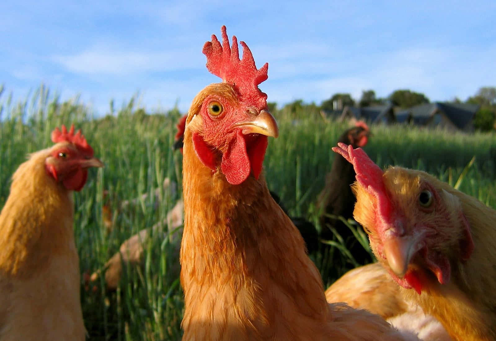 Видео про кур. Редбро инкубационное яйцо. Редбро куры. Смешная курица. Три курочки.