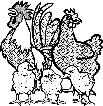 Chicken Family Illustration PNG