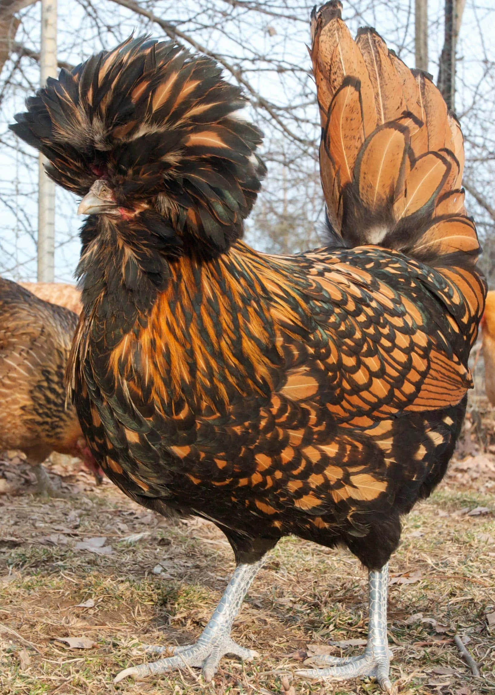 Ennyligen Skördad Kyckling Symboliserar Allt Av Naturens Överflöd