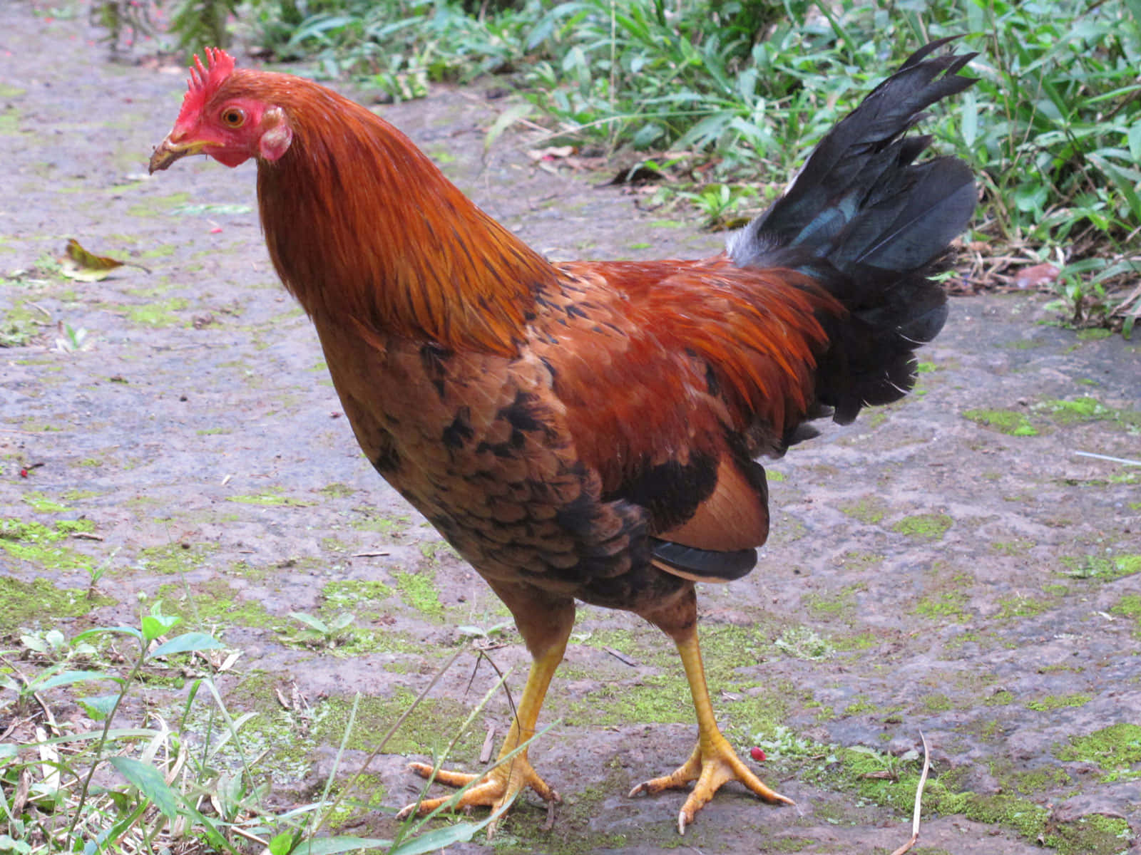 A Rooster Walking On A Path