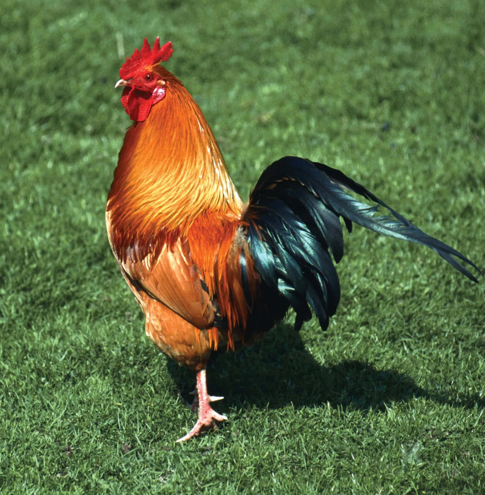 A Rooster Walking On Grass
