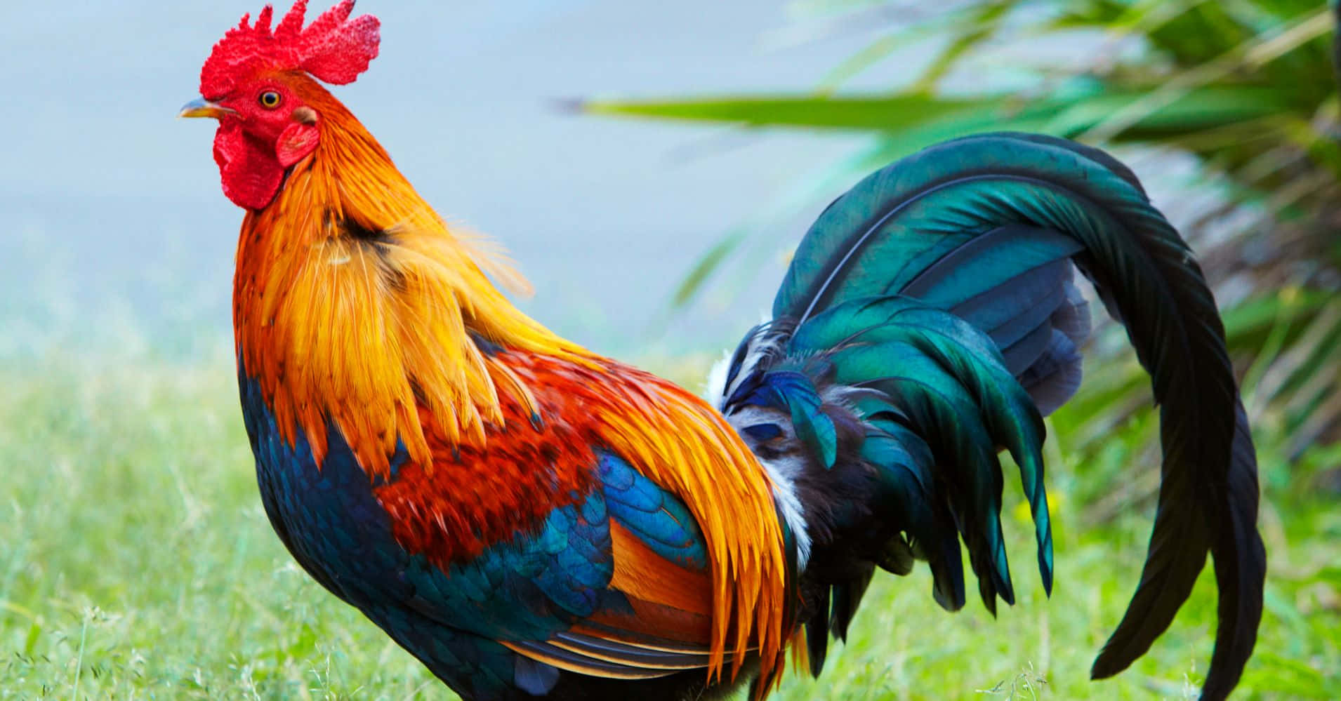A Colorful Rooster Is Standing In The Grass
