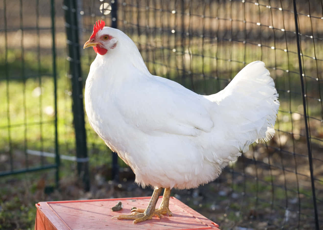 Enhöna Skyddar Sina Kycklingar Under Sina Vingar