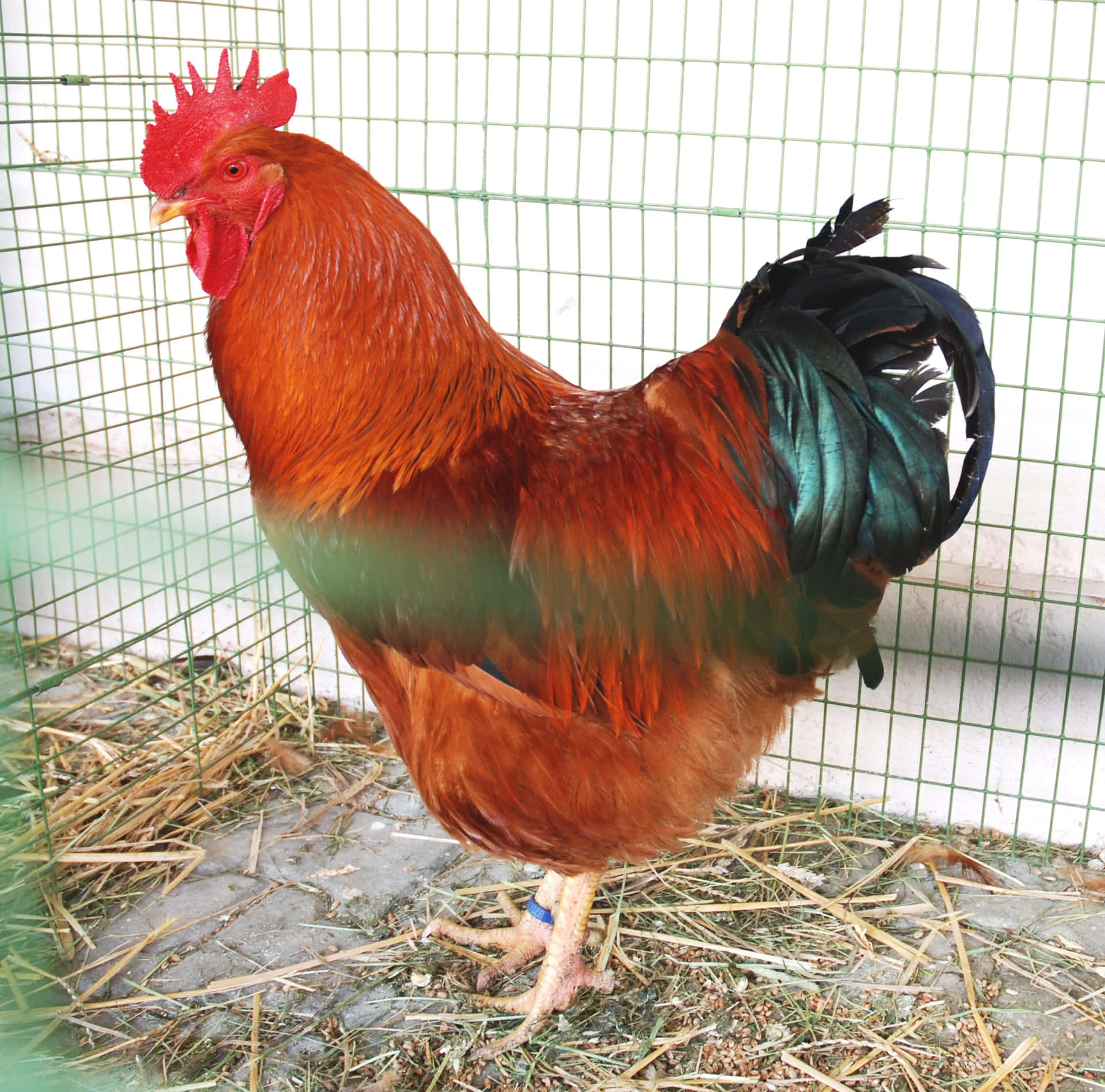 A Rooster Standing In A Cage