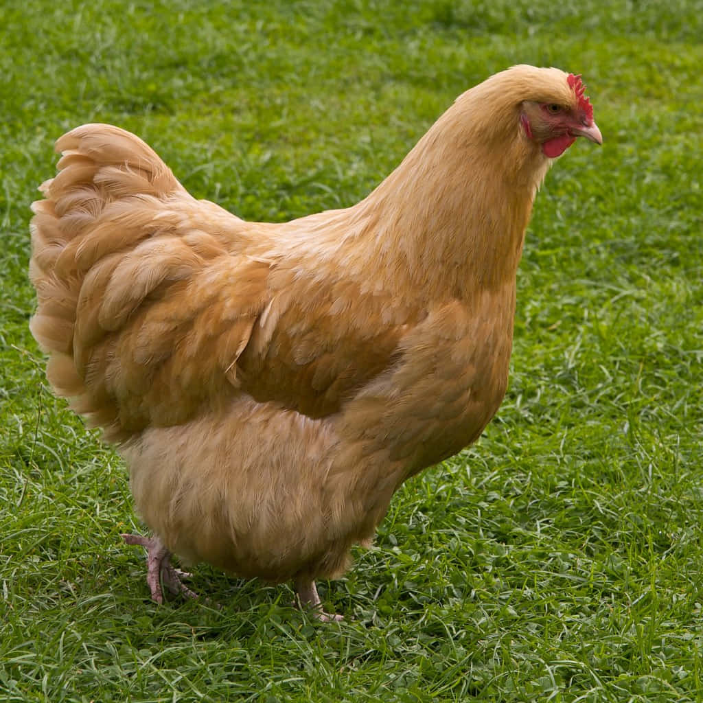 A Chicken Walking On Grass