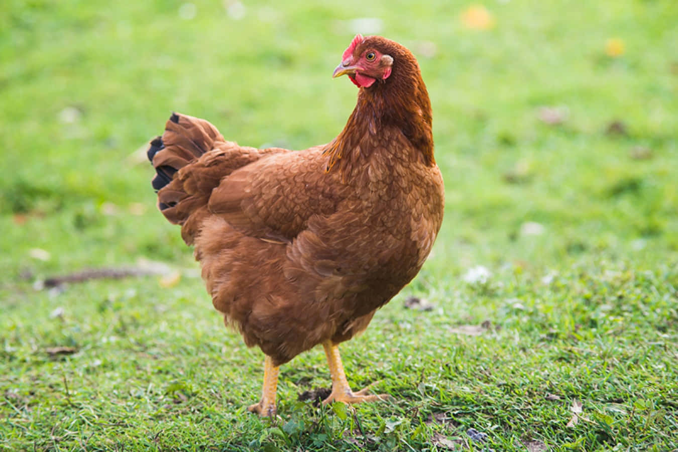 A Brown Chicken Standing On The Grass