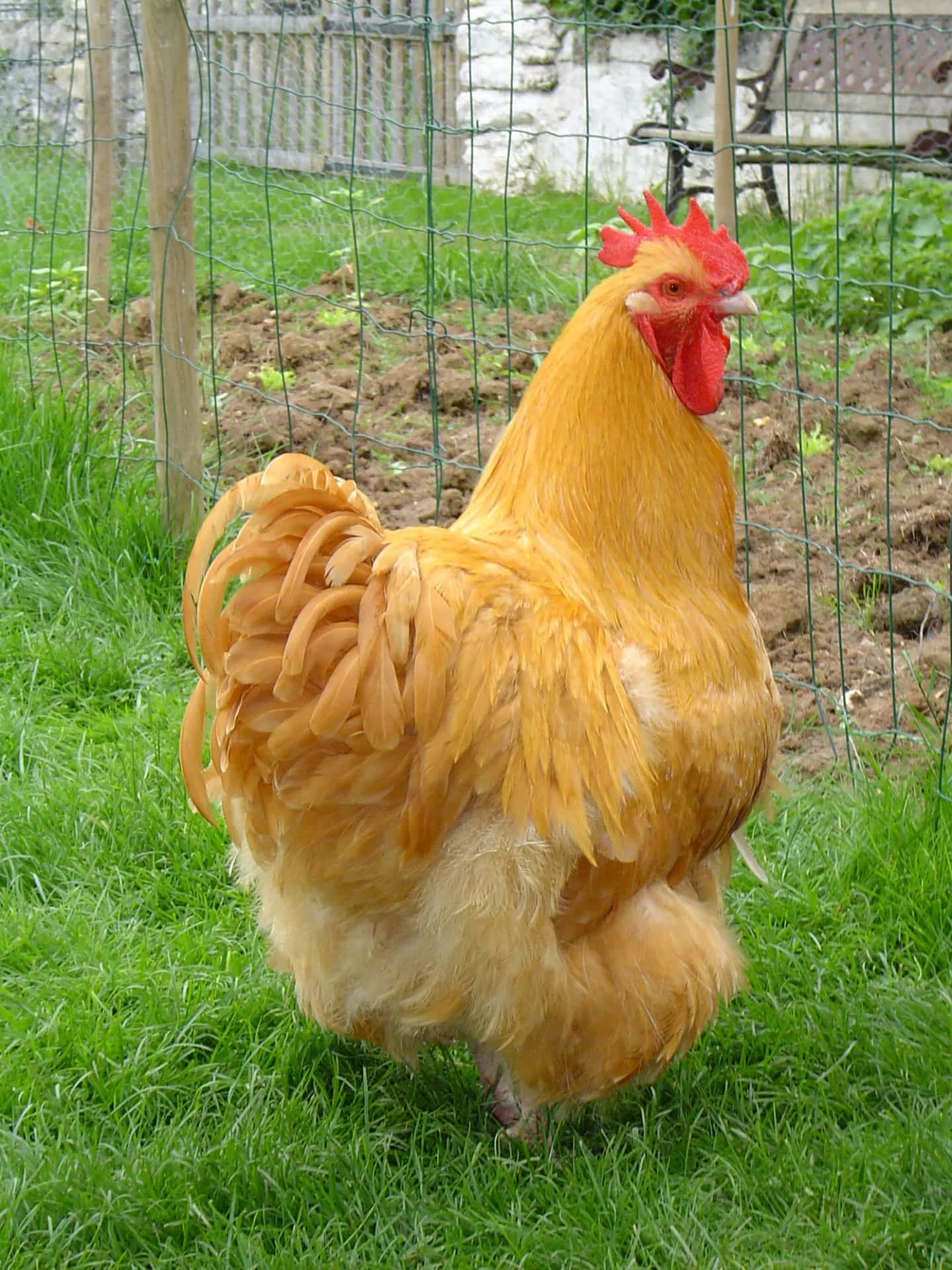 A Chicken In A Field