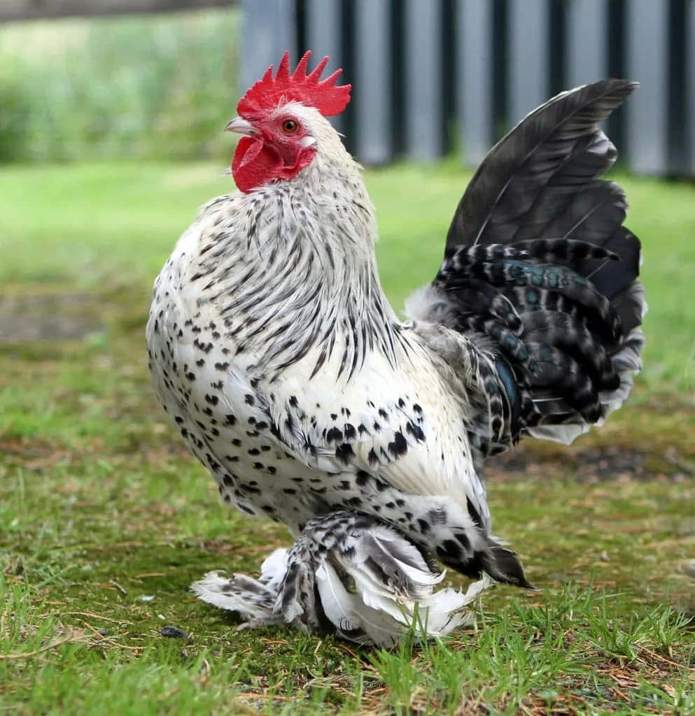 A Rooster Standing On The Grass