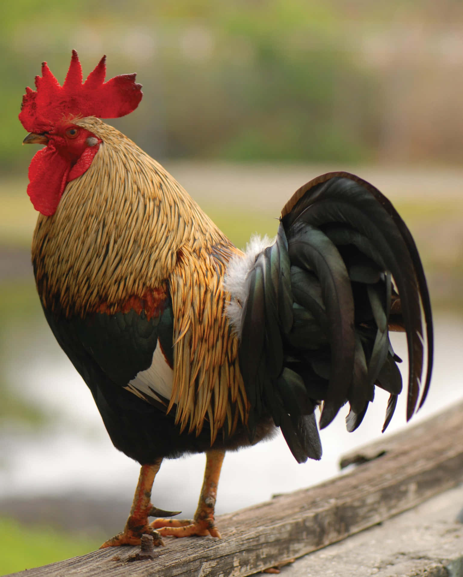 A Rooster Standing On A Wooden Railing