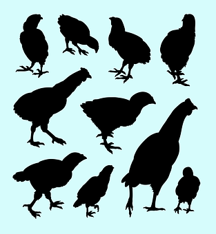 Chicken Silhouettes Collection PNG