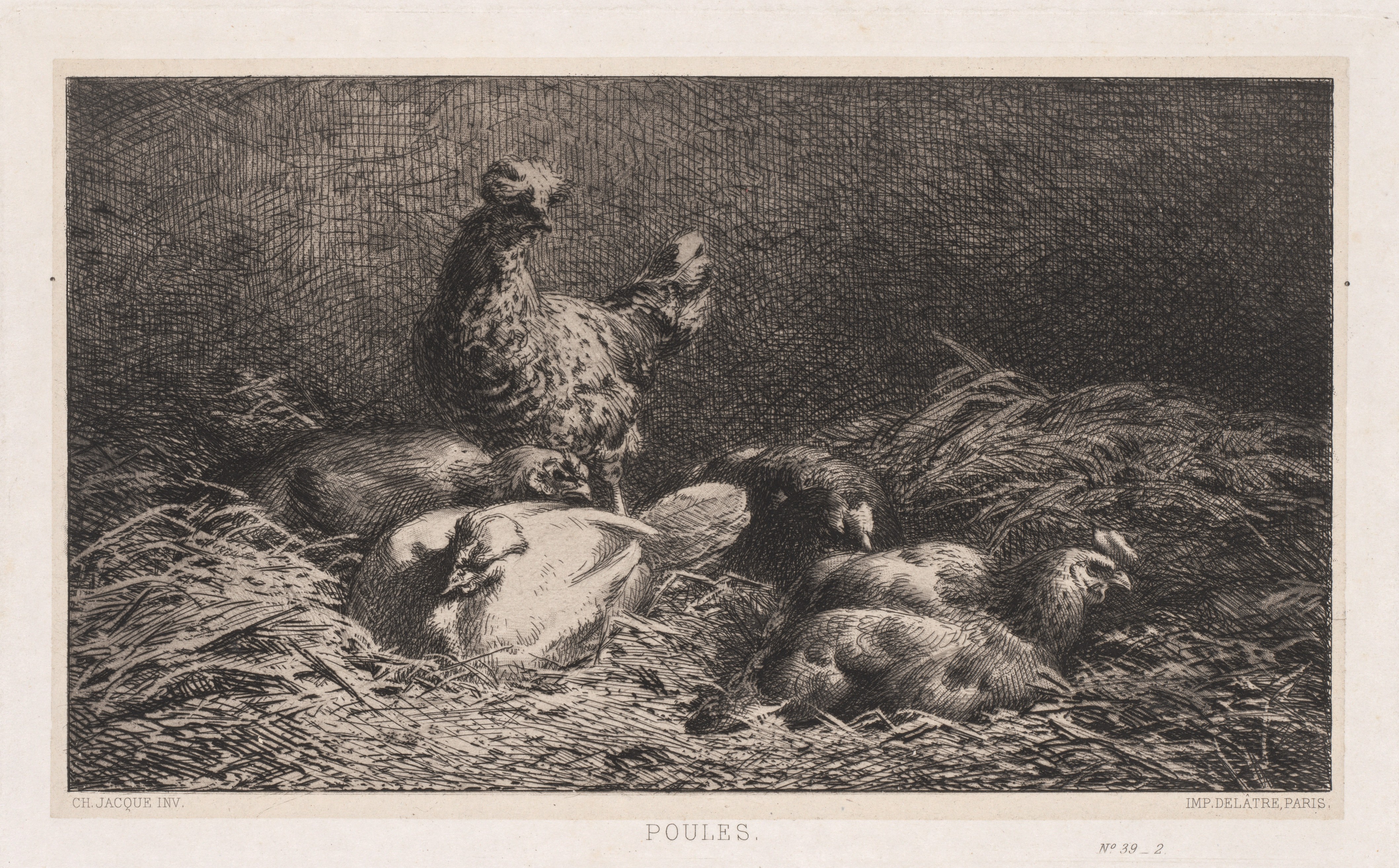 Chickens Wallpaper