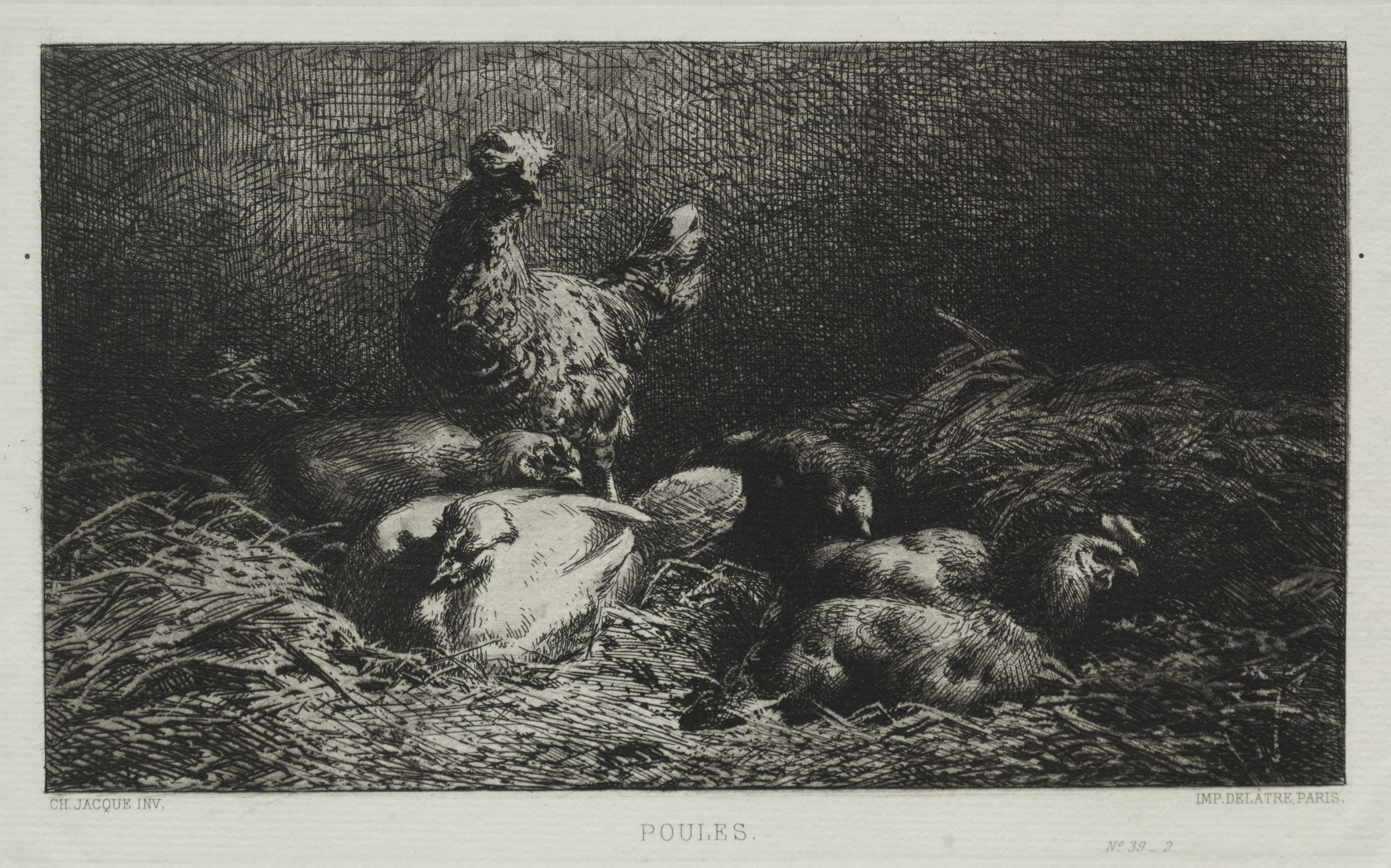 Chickens Wallpaper