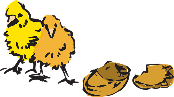 Chicks_ Hatching_ From_ Eggs_ Vector PNG