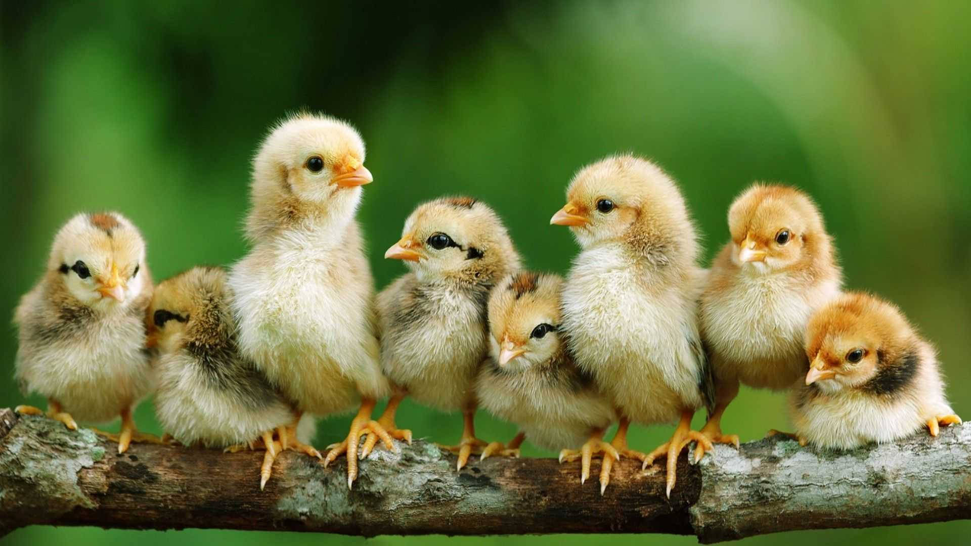 Chicks On Tree Wallpaper