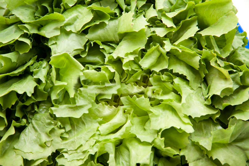 Chicory Family Green Endive Vegetable Wallpaper