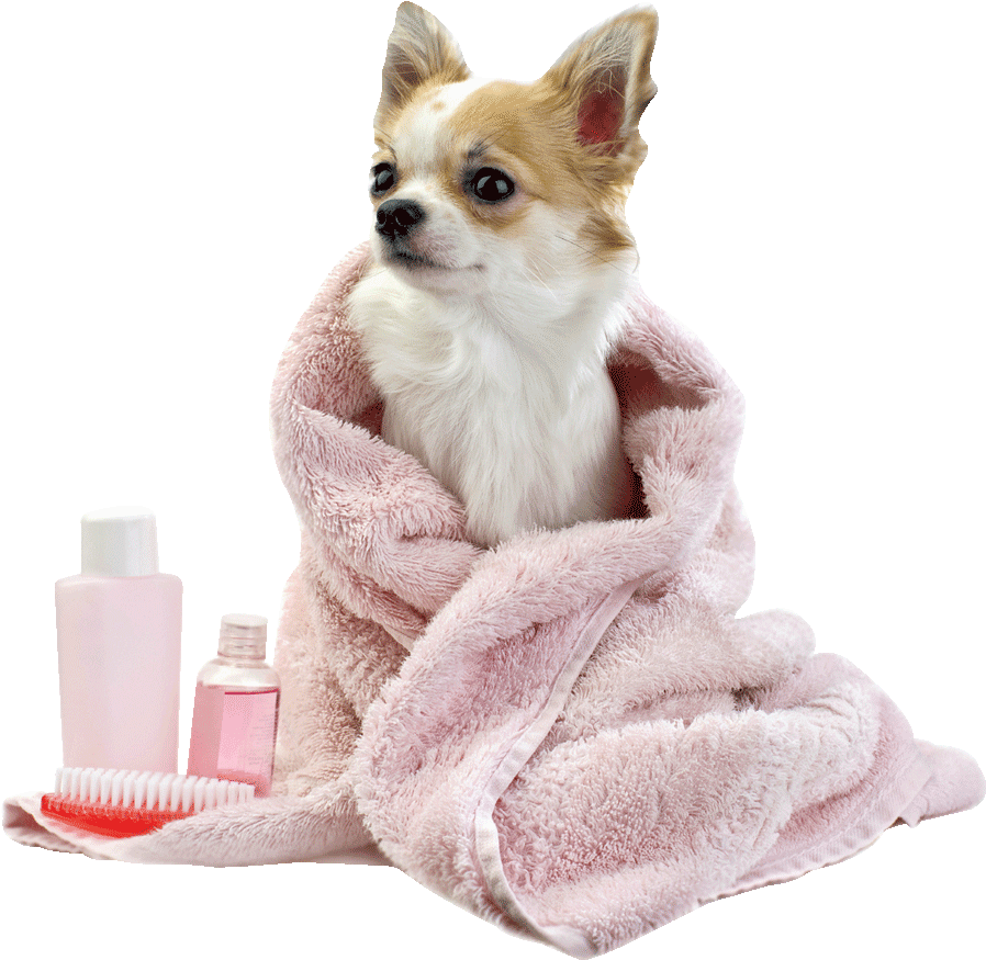 Chihuahua After Bath Cozy Towel PNG
