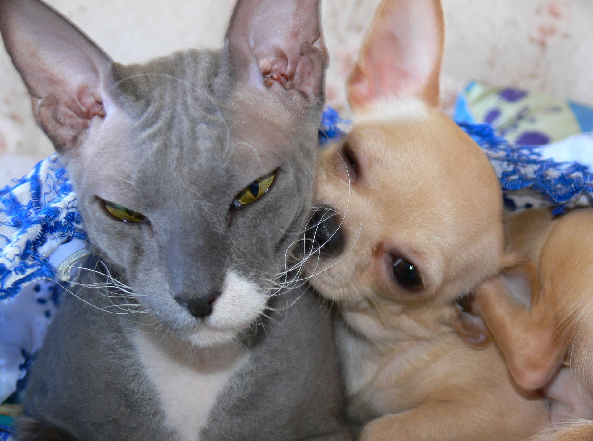 Chihuahua And Sphynx Cat