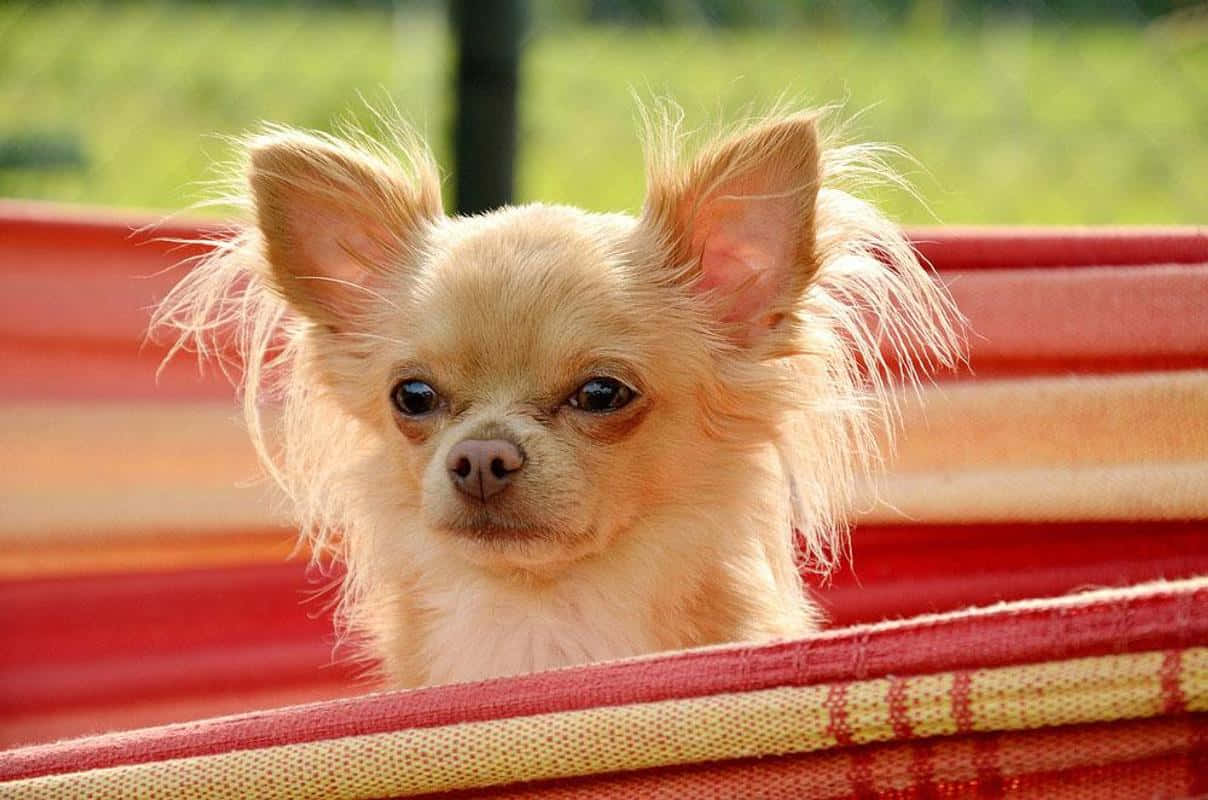 This adorably cute little Chihuahua looks ready to cuddle!
