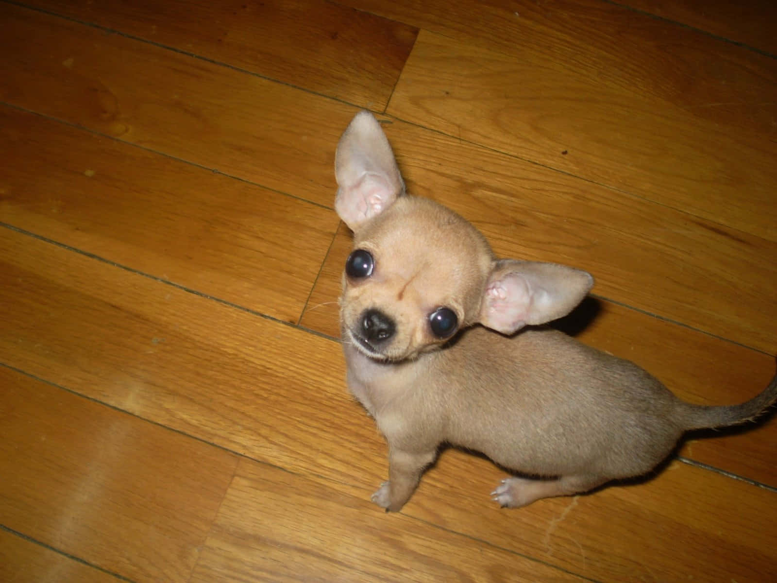 Enbedårande Chihuahua Tar En Avslappnad Promenad