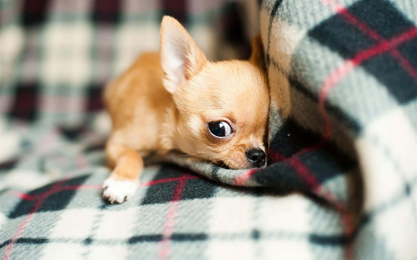 Adorable Chihuahua Pup Needs a Loving Home