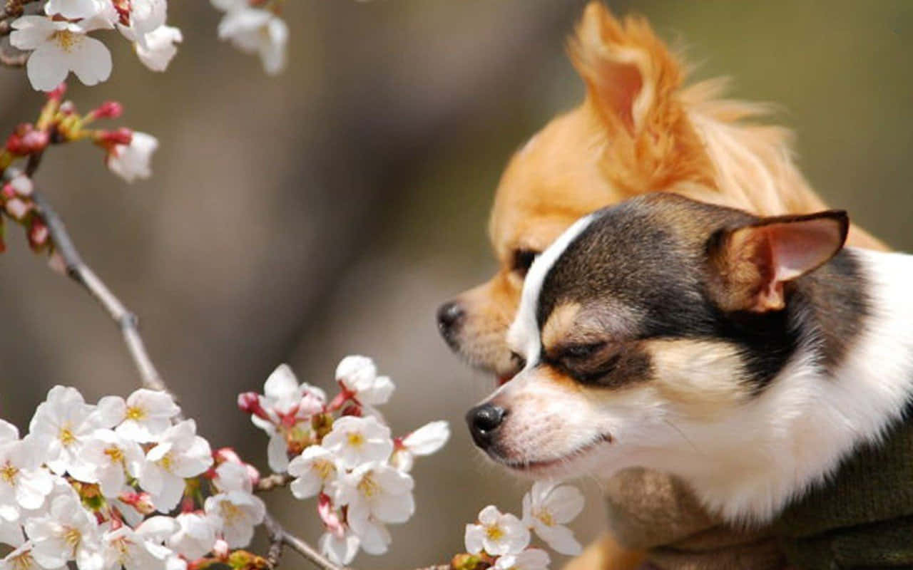 Englad Chihuahua Hvalp Klar Til At Deltage I Legen!