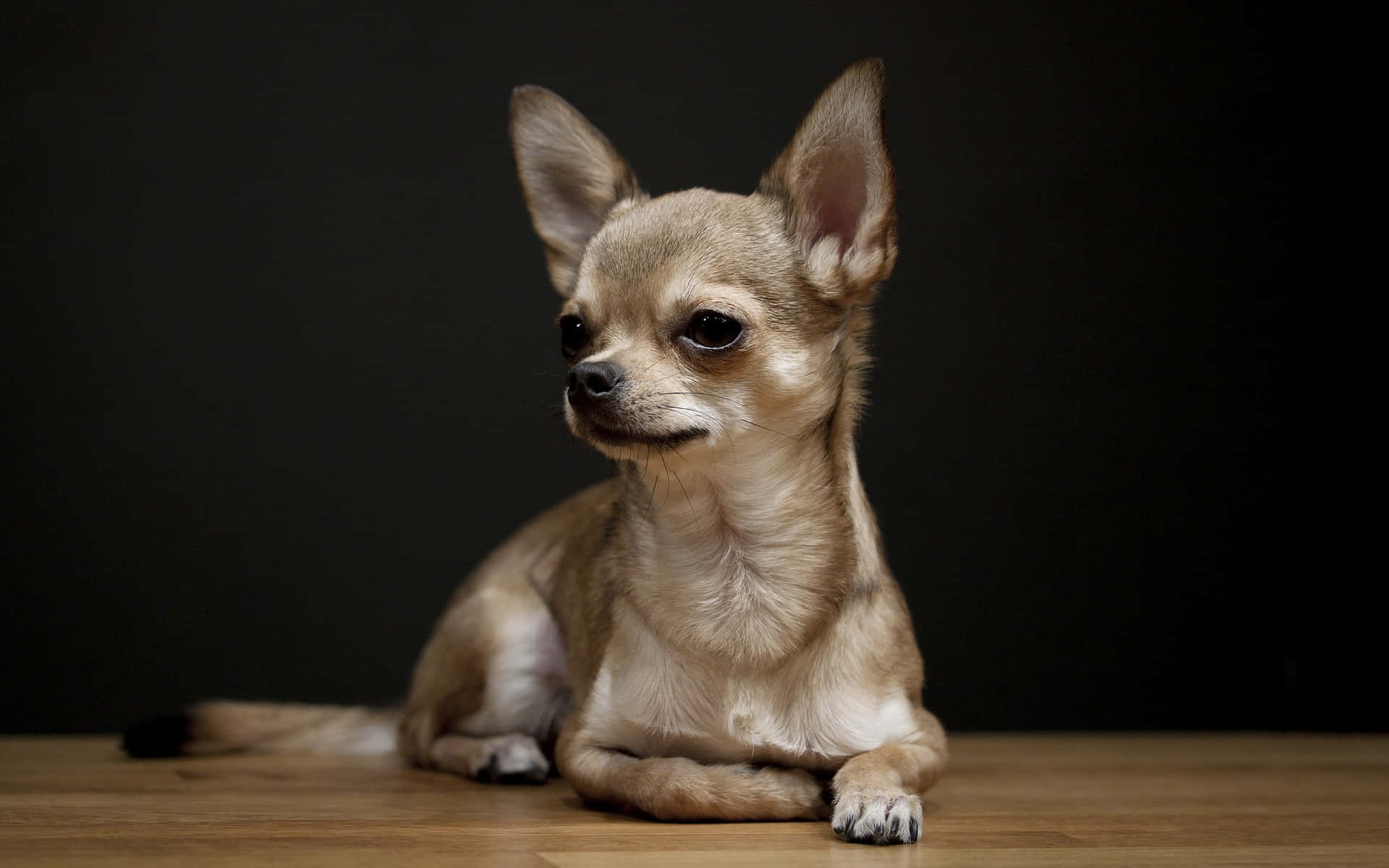 Lillemen Mægtig: Skøn Chihuahua