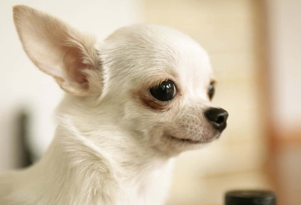 A tiny charm full of personality, this precious white Chihuahua puppy looks out at the world.