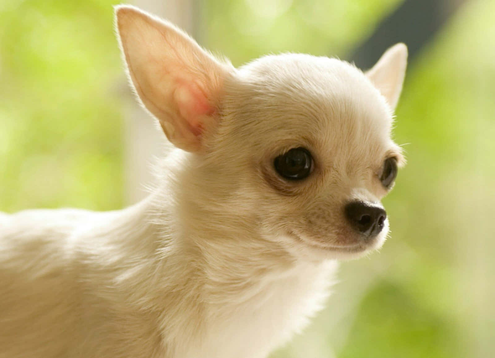 Enavslappnad Chihuahua I En Vacker Blomsterträdgård