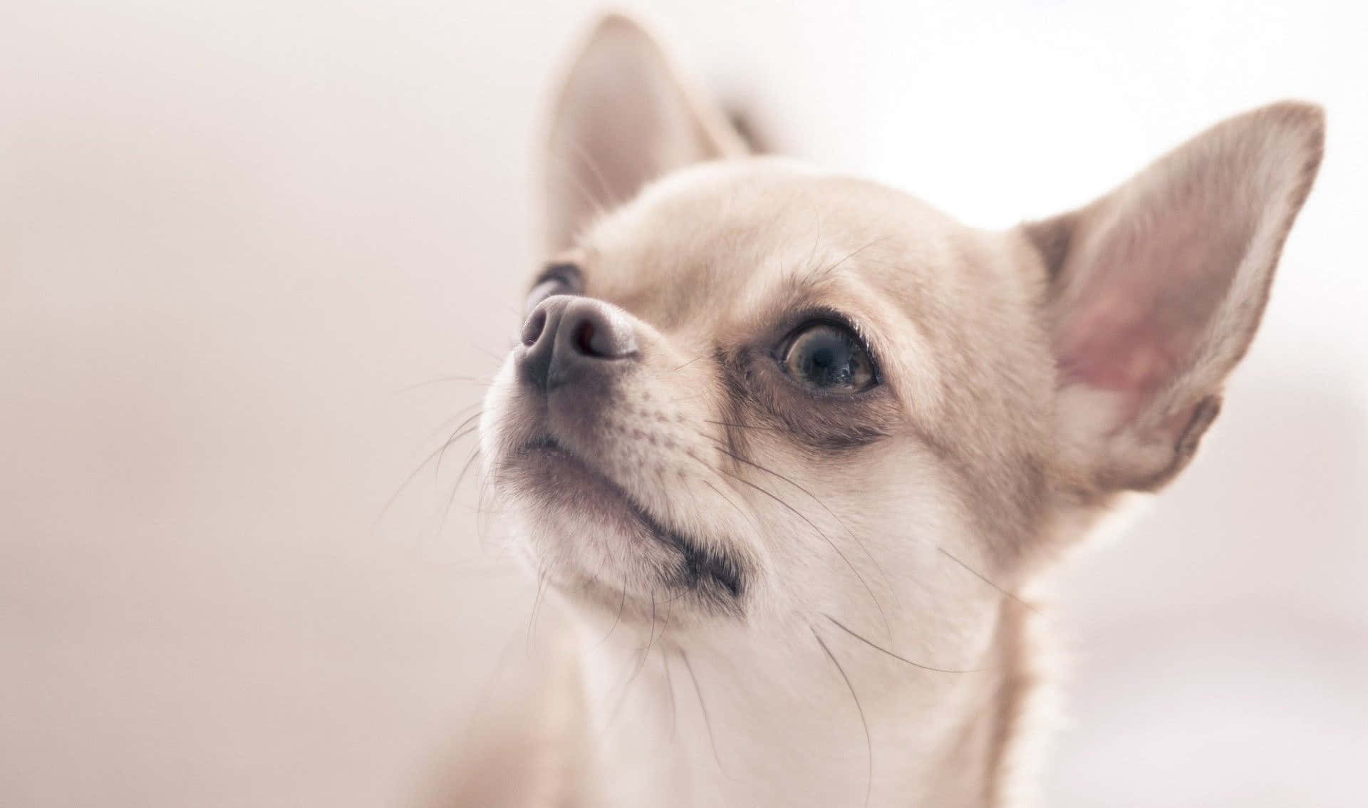 Enbedårende Chihuahua Hvalp Stirrer Direkte Ind I Kameraet.