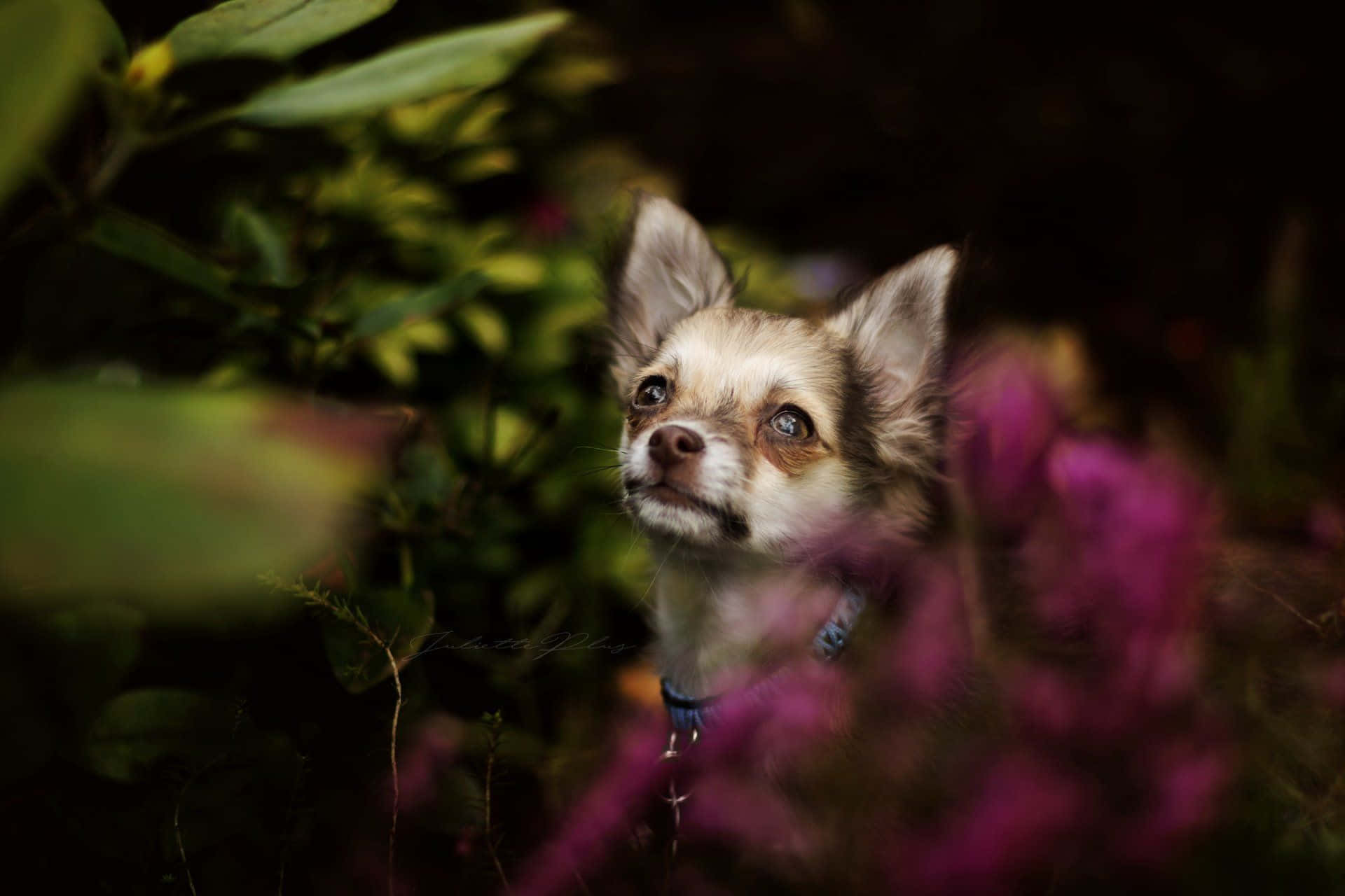 Chilling Chihuahua