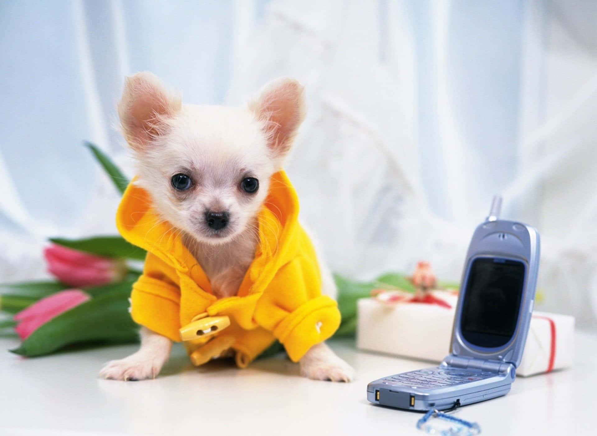 Eccessodi Dolcezza - Un Cucciolo Di Chihuahua Che Guarda Verso L'alto La Fotocamera