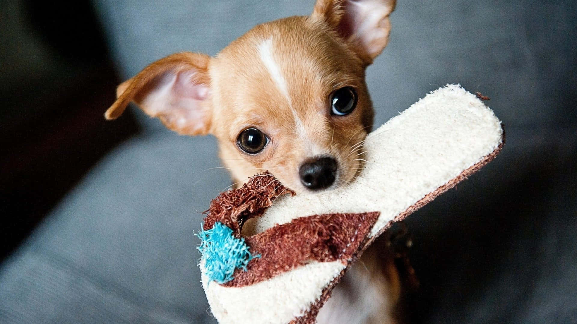 Ensød Chihuahua, Der Kigger Op Med Medfølgende Ører.