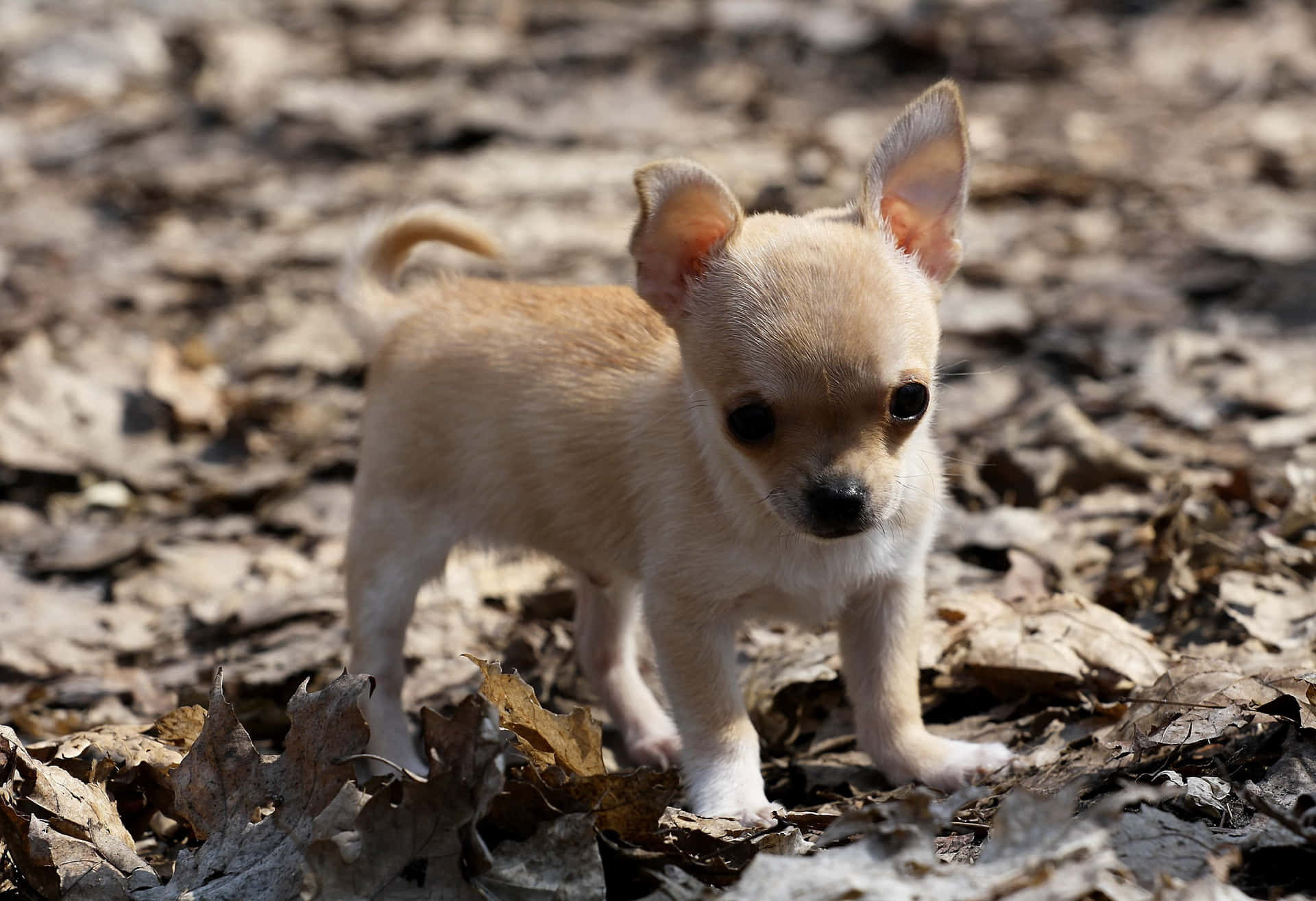 Adorable brown and white Chihuahua pup